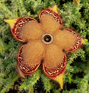 Persian Carpet Flower, Ceropegia sordida, Edithcolea grandis